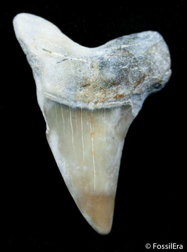 Inch Summerville Fossil Mako Shark Tooth #2834